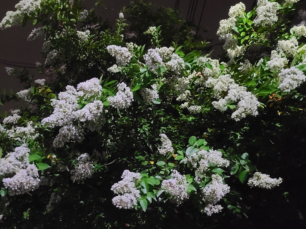 夜のサルスベリ