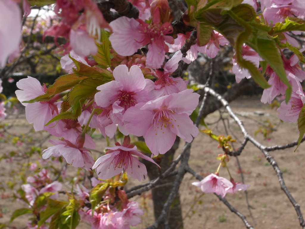 新川千本桜 平戸橋付近(9)