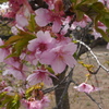 新川千本桜 平戸橋付近(9)