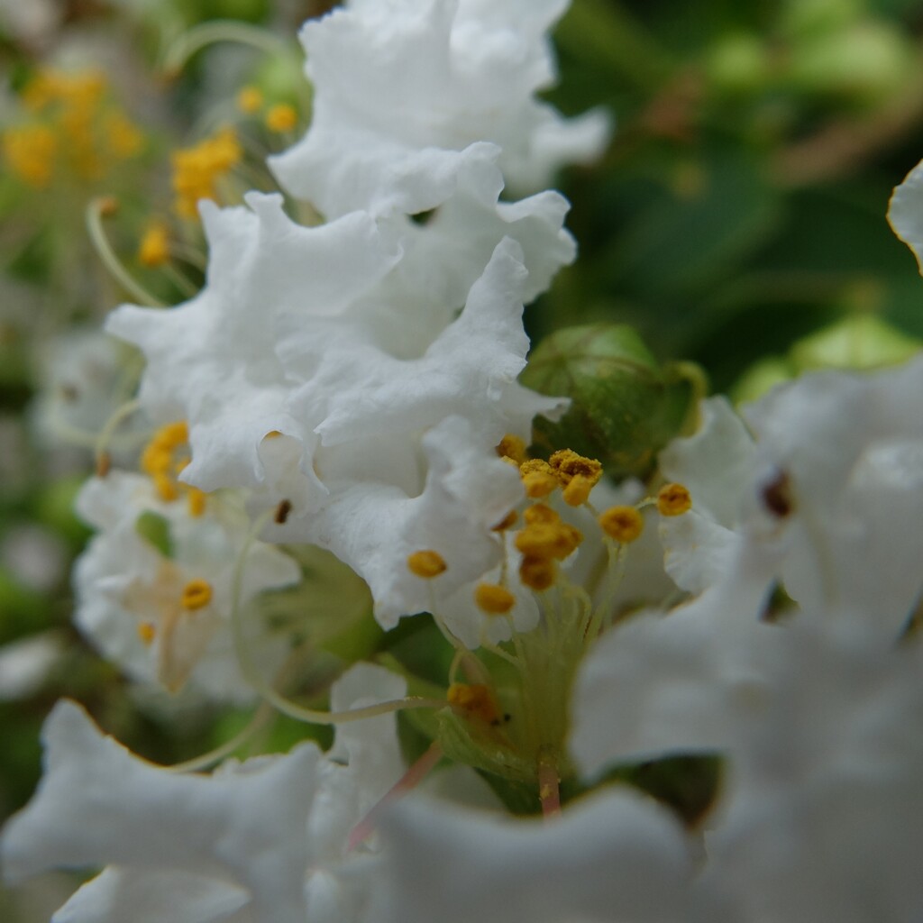 百日紅 白花 (2)