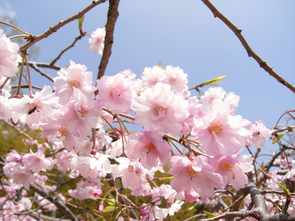 滝桜の子(4)