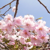 滝桜の子(4)