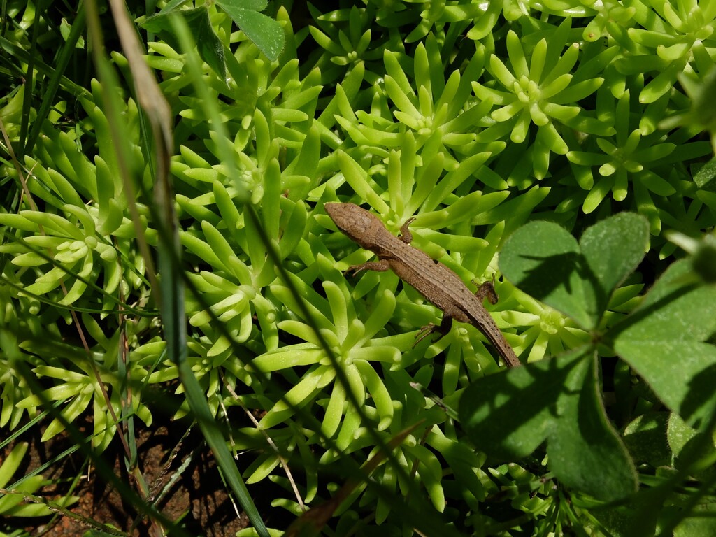 セダムとカナヘビの子