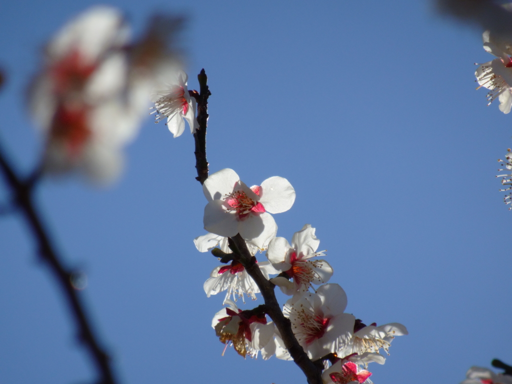 公園の白梅（２）