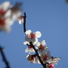 公園の白梅（２）