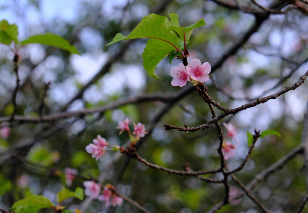 晩秋の河津桜(3)