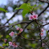 晩秋の河津桜(3)