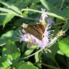 セイヨウニンジンボクとセセリチョウ