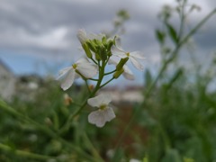 大根の花