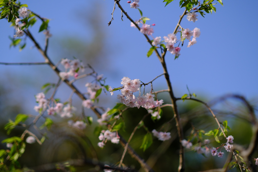 桜の子（３）