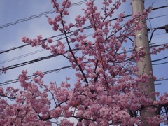 桜 VIII