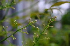 ナンテンの花芽