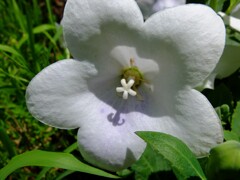 桔梗　白花