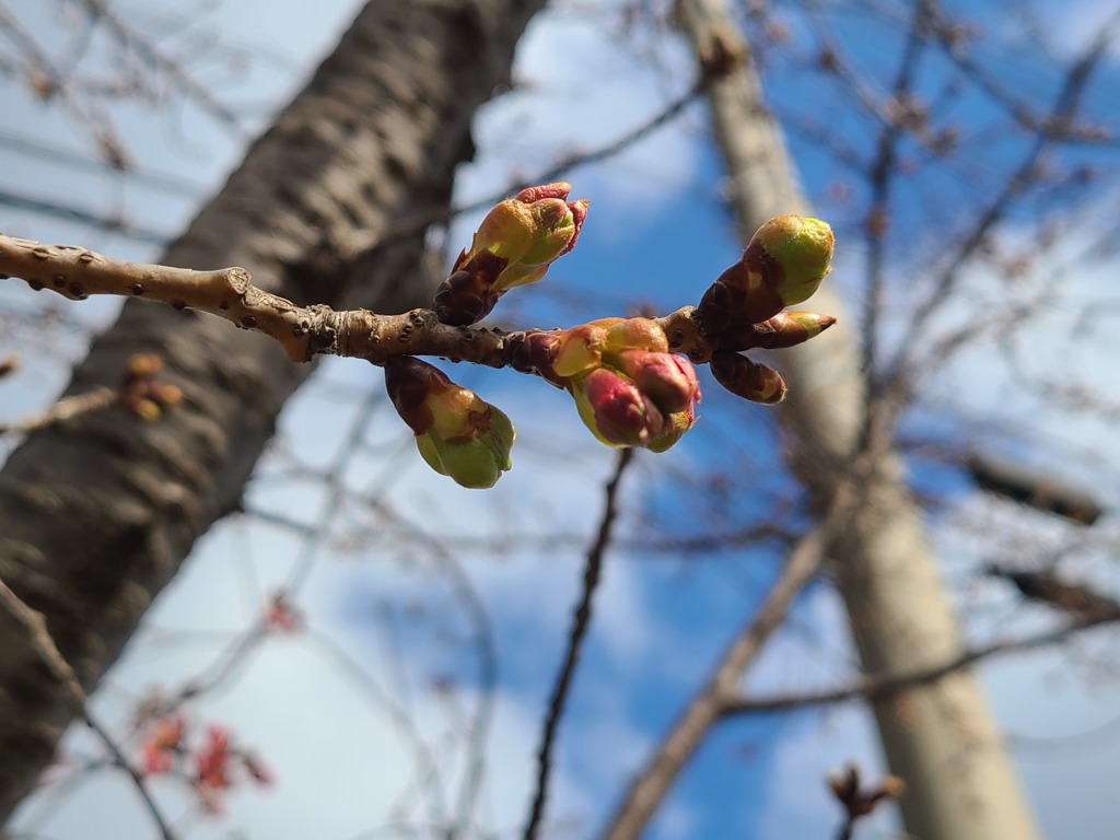 桜の蕾