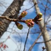 桜の蕾