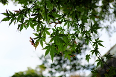 青紅葉