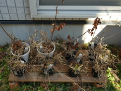 ヤマサクラの実生