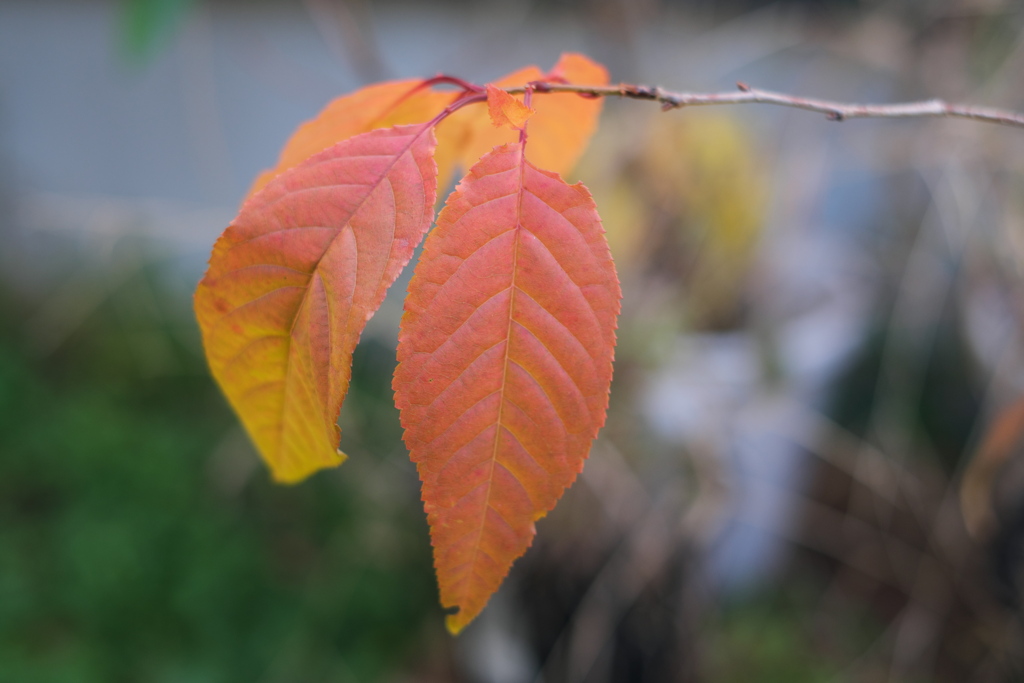 ヤマザクラの実生　番外（１）