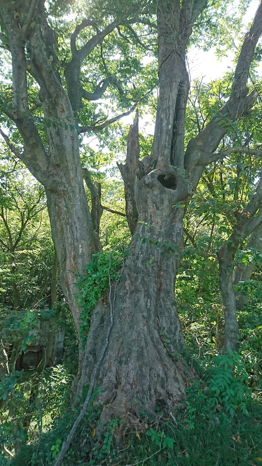 虚のある老木