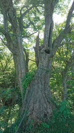 虚のある老木