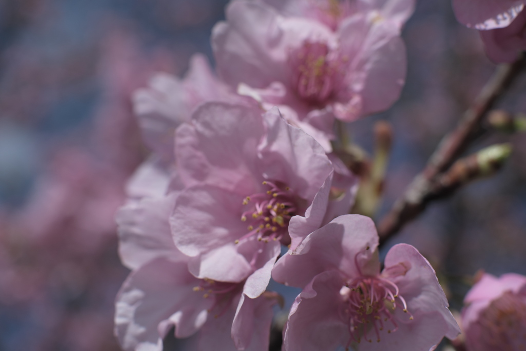 桜 III
