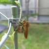 強盗ハエ？ 改め ハエではなかった！