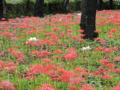 彼岸花(5)