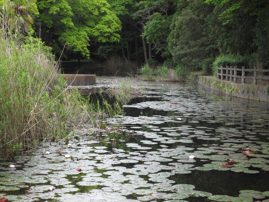 小雨の睡蓮池(2)