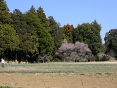 早春