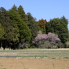 早春