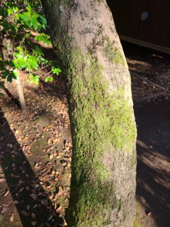 苔のある幹