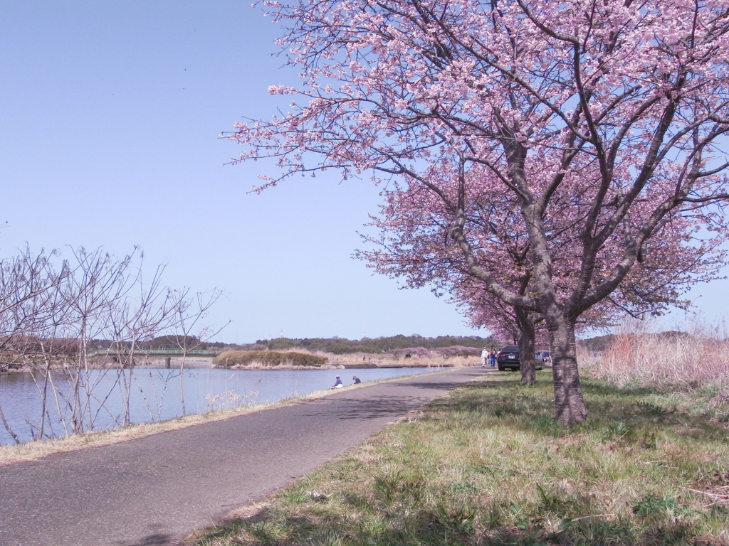 河津桜番外編 (1)