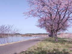 河津桜番外編 (1)