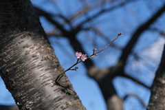 河津桜 V