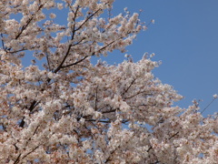 ソメイヨシノ(3)