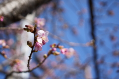 河津桜（３）
