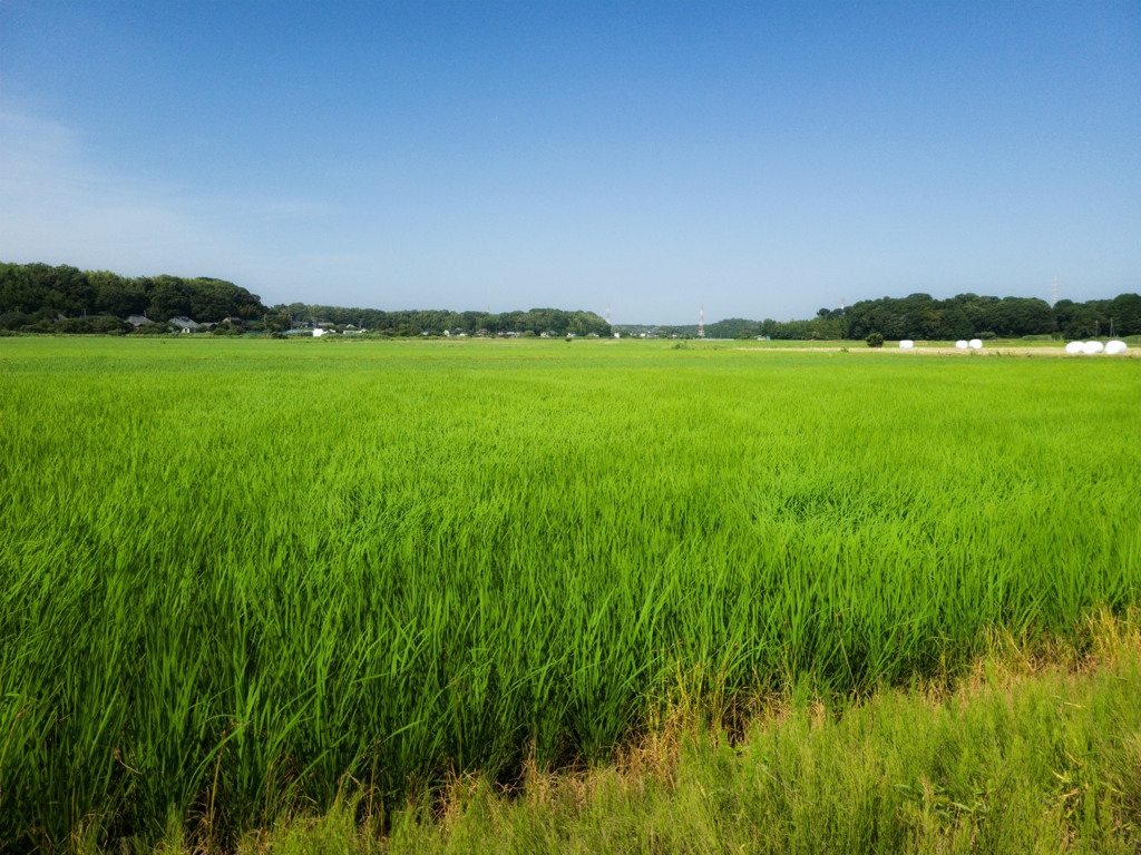 田んぼ