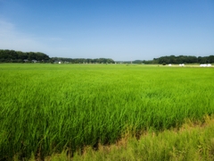 田んぼ