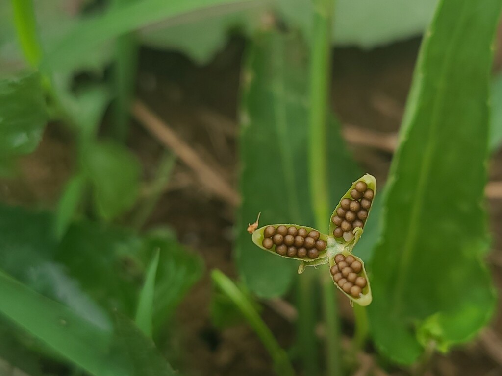 菫の種