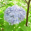 遅れてきたアジサイ