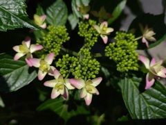 紫陽花(1)