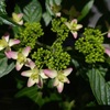 紫陽花(1)