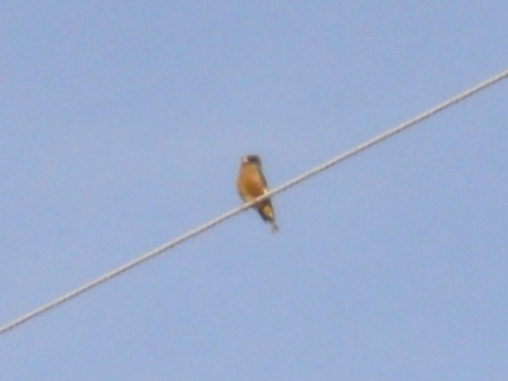 野鳥