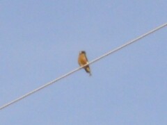 野鳥