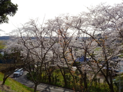 師戸城址の春（５）