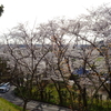 師戸城址の春（５）