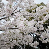 桜（１）
