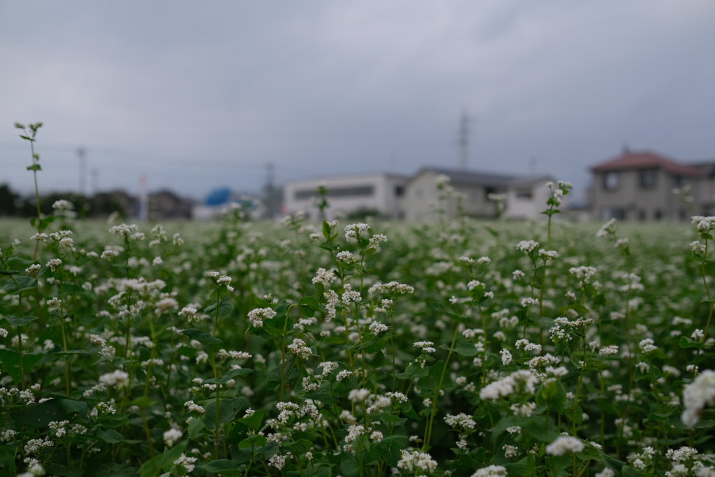 住宅街とそば畑（２）