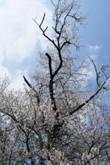 旧栗畑の桜（２）