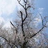 旧栗畑の桜（２）